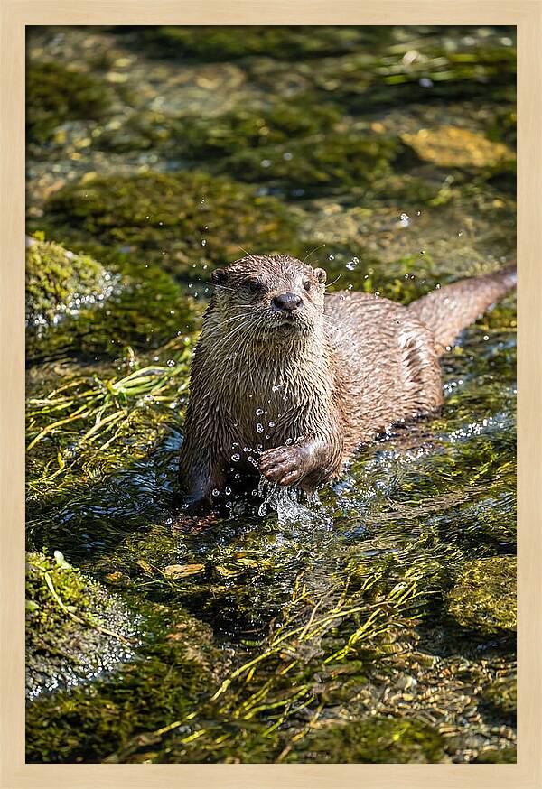 Otter Frolicking In The Water