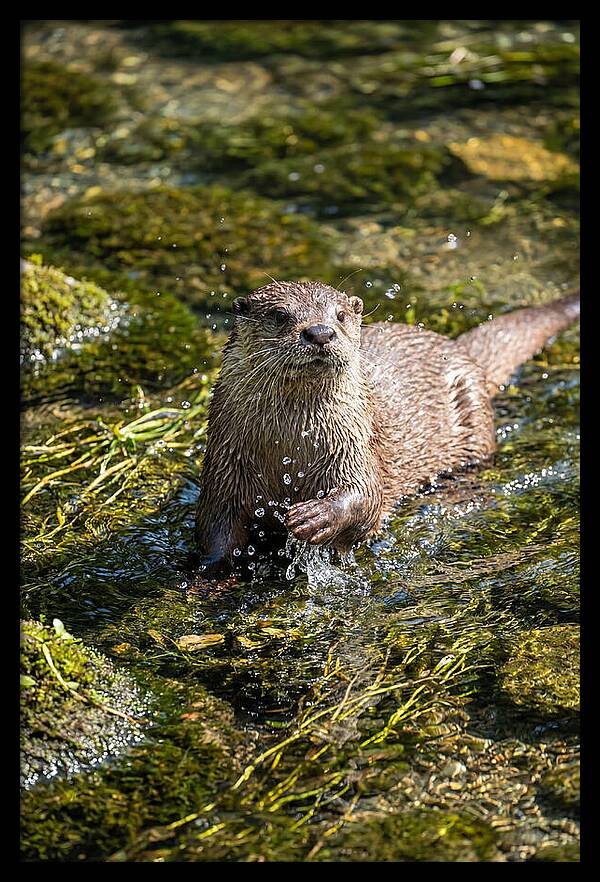 Otter Frolicking In The Water