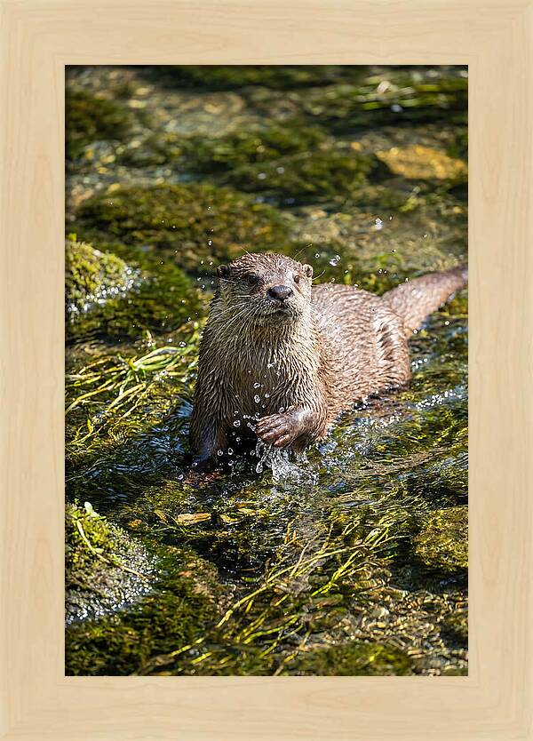 Otter Frolicking In The Water