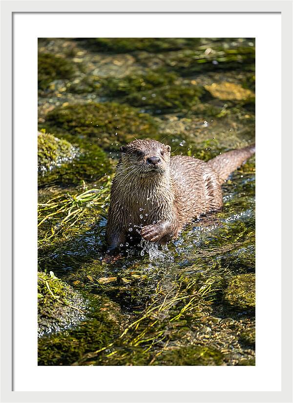 Otter Frolicking In The Water