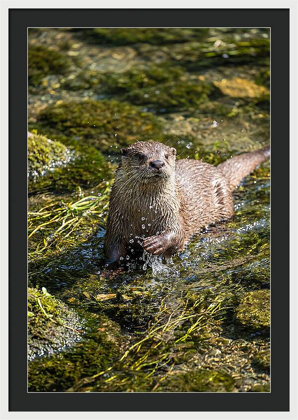 Otter Frolicking In The Water