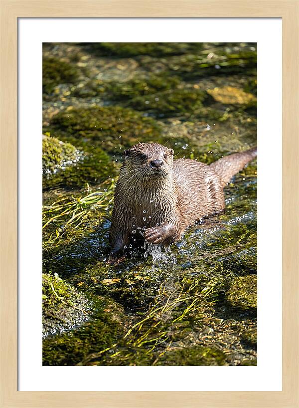 Otter Frolicking In The Water