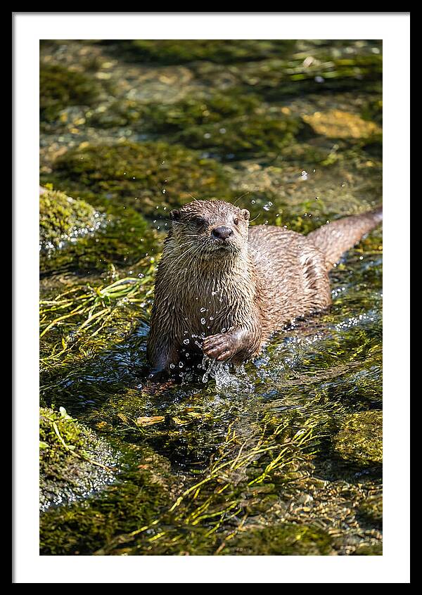 Otter Frolicking In The Water