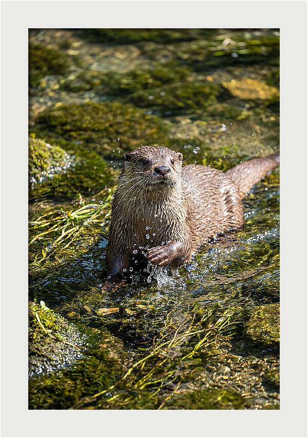 Otter Frolicking In The Water