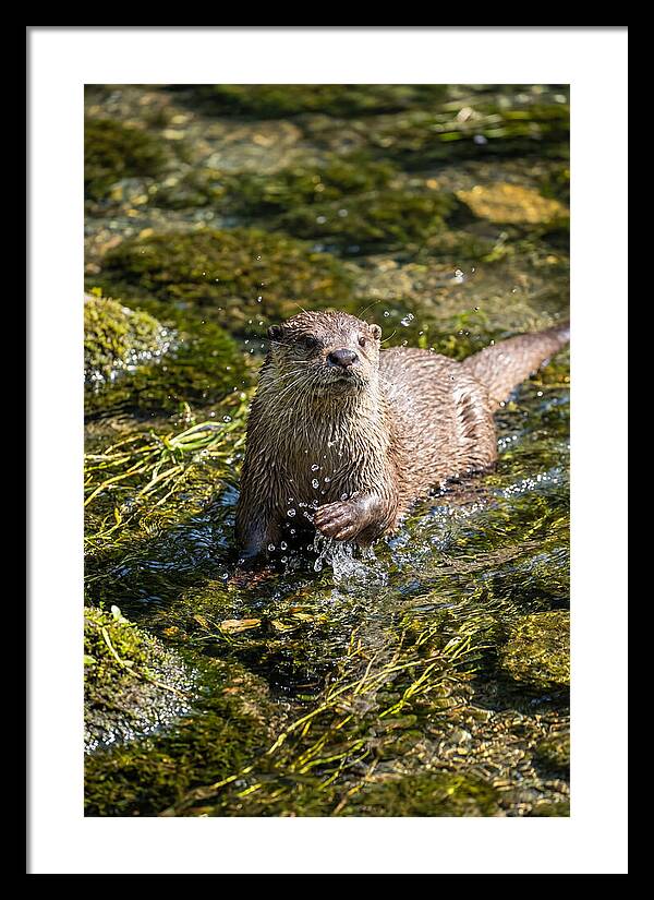 Otter Frolicking In The Water