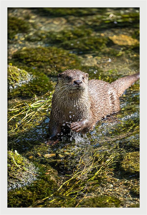 Otter Frolicking In The Water