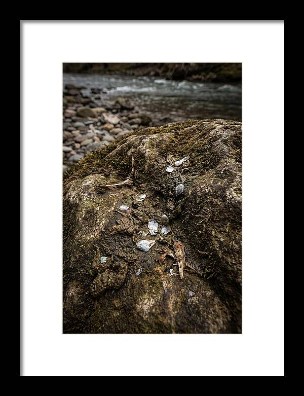 Otter Spraint Discovery