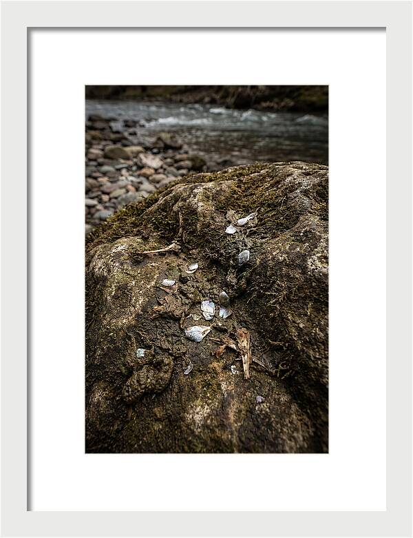 Otter Spraint Discovery