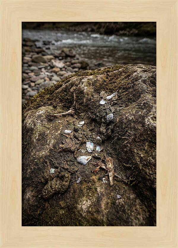 Otter Spraint Discovery