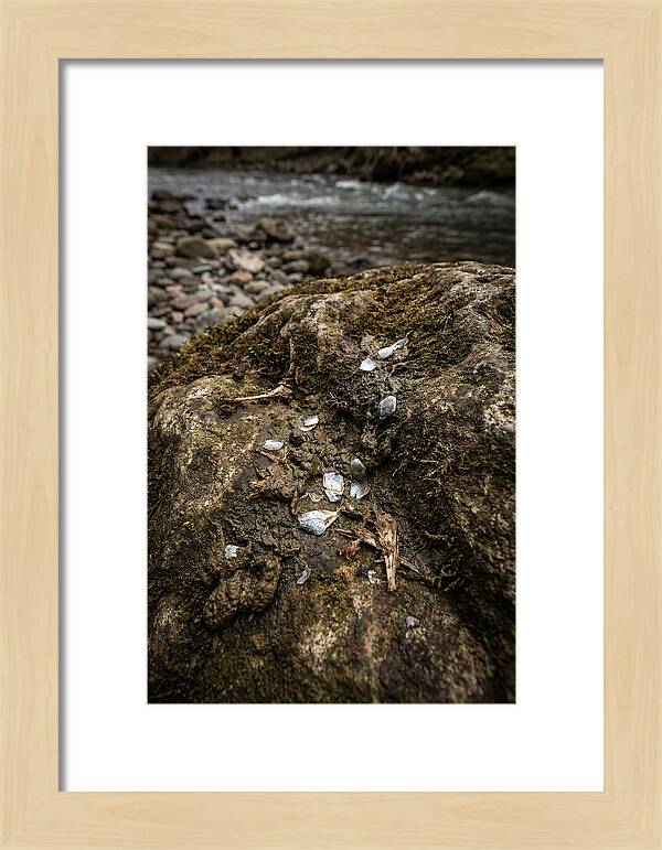 Otter Spraint Discovery