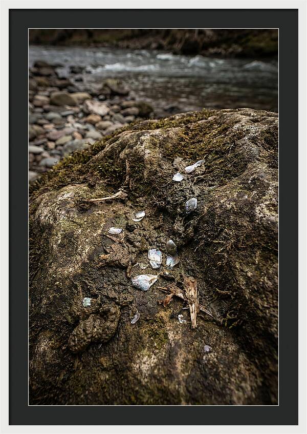 Otter Spraint Discovery