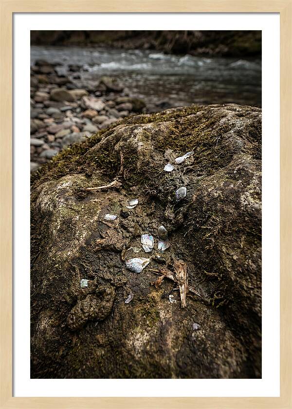 Otter Spraint Discovery