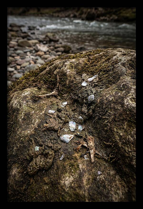 Otter Spraint Discovery