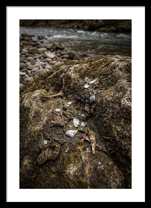 Otter Spraint Discovery