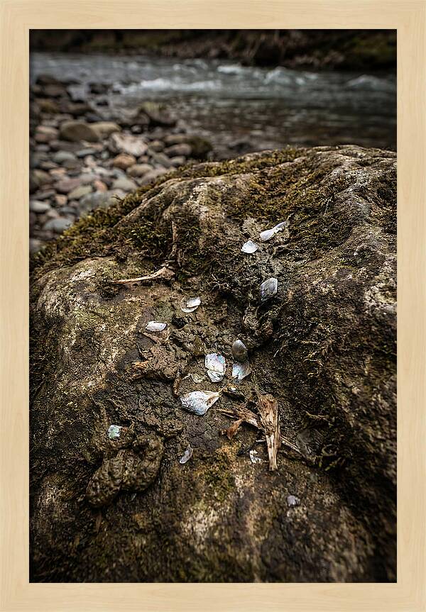 Otter Spraint Discovery