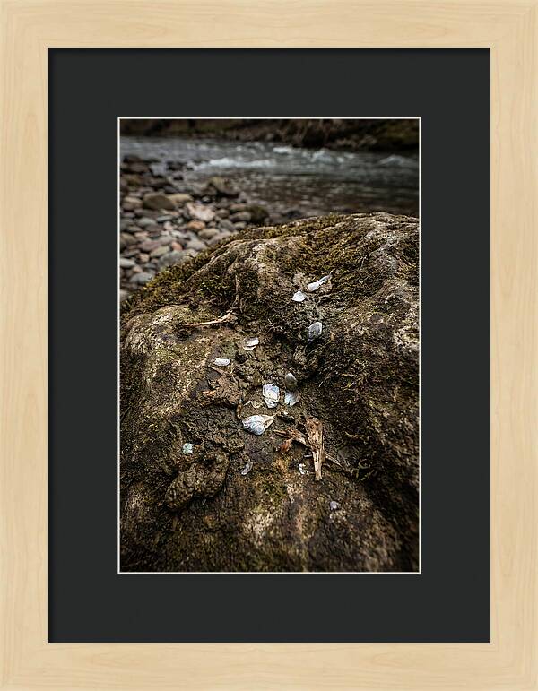 Otter Spraint Discovery
