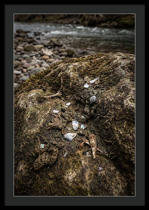 Otter Spraint Discovery