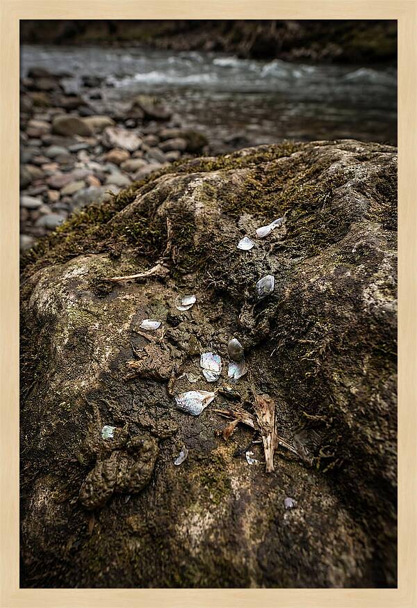 Otter Spraint Discovery