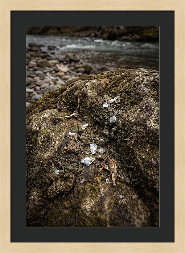 Otter Spraint Discovery