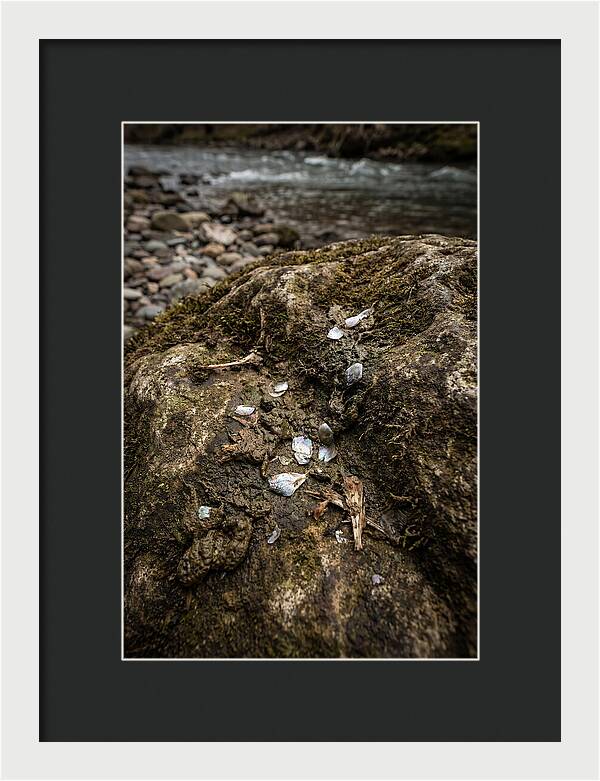 Otter Spraint Discovery