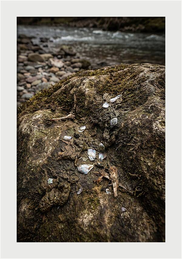 Otter Spraint Discovery