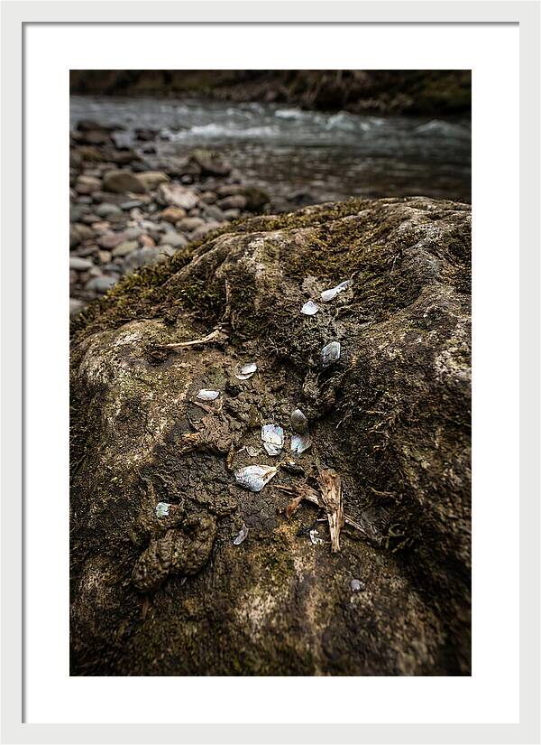 Otter Spraint Discovery