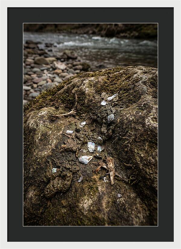Otter Spraint Discovery