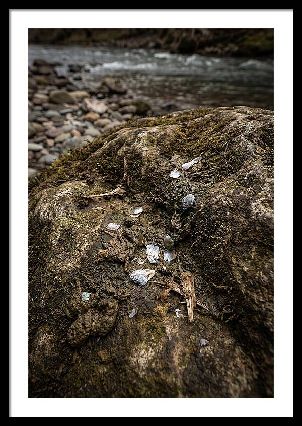 Otter Spraint Discovery