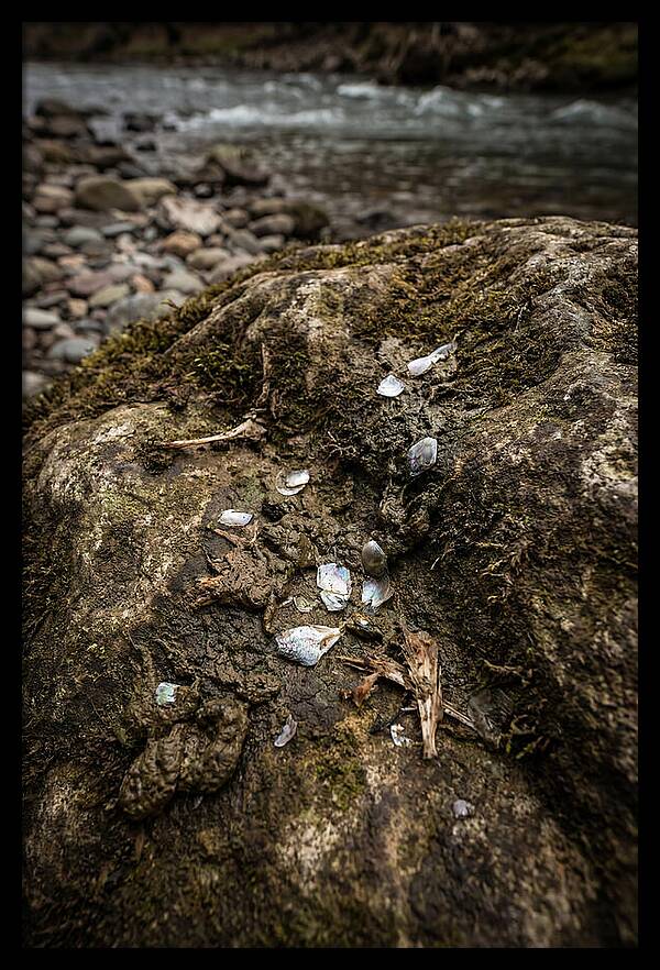 Otter Spraint Discovery