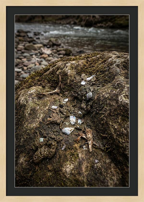 Otter Spraint Discovery