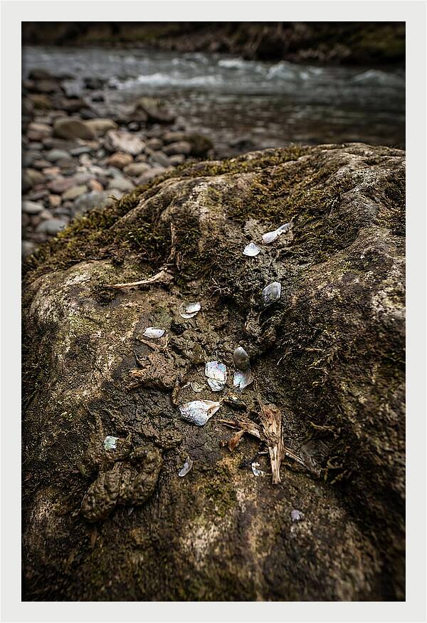 Otter Spraint Discovery