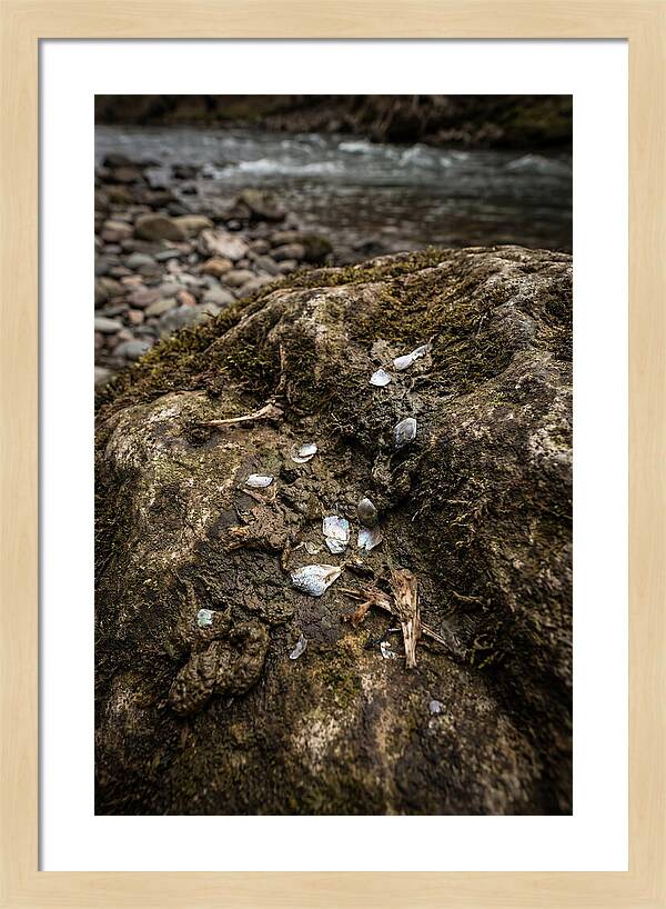 Otter Spraint Discovery
