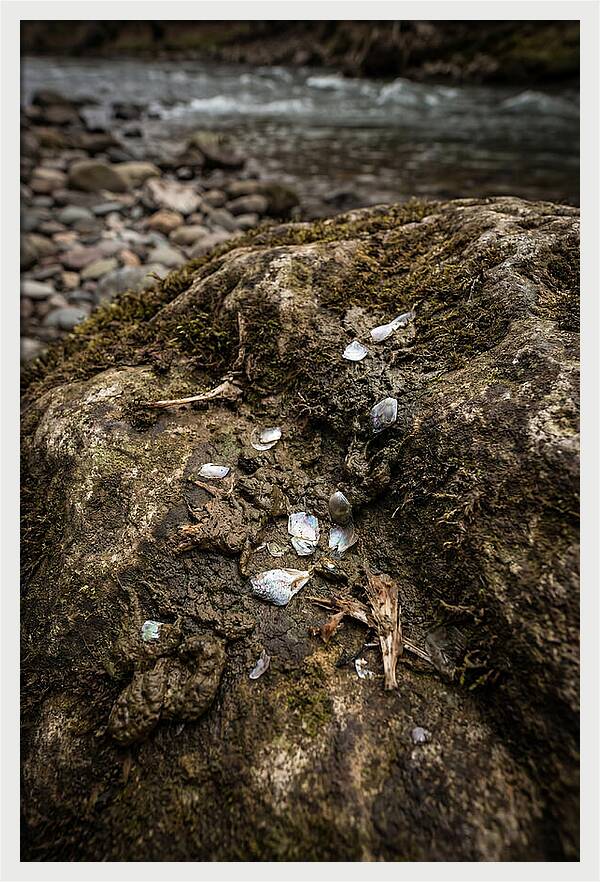 Otter Spraint Discovery