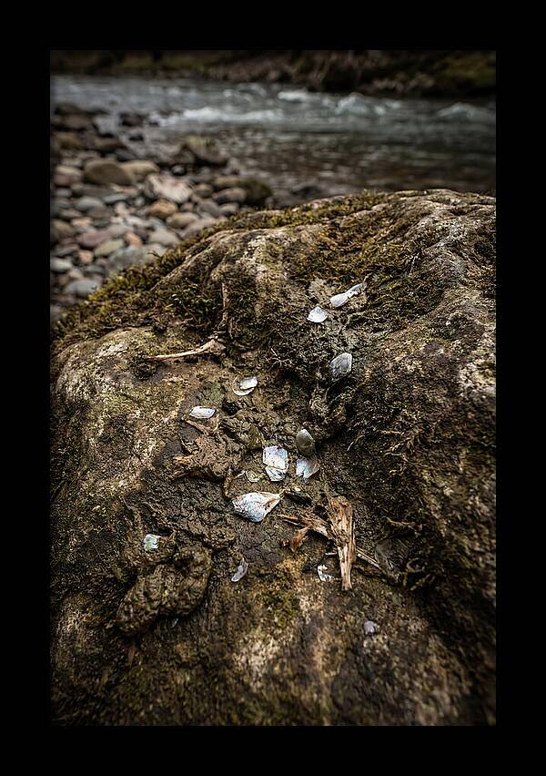 Otter Spraint Discovery