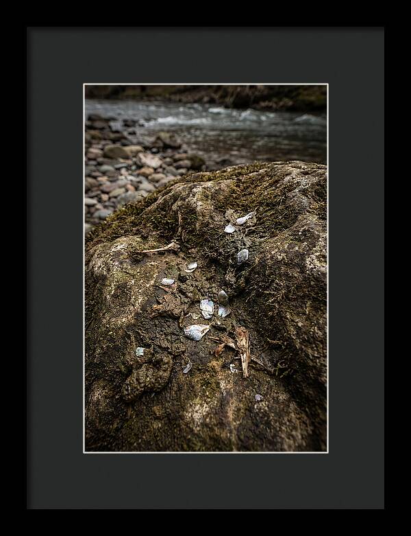 Otter Spraint Discovery
