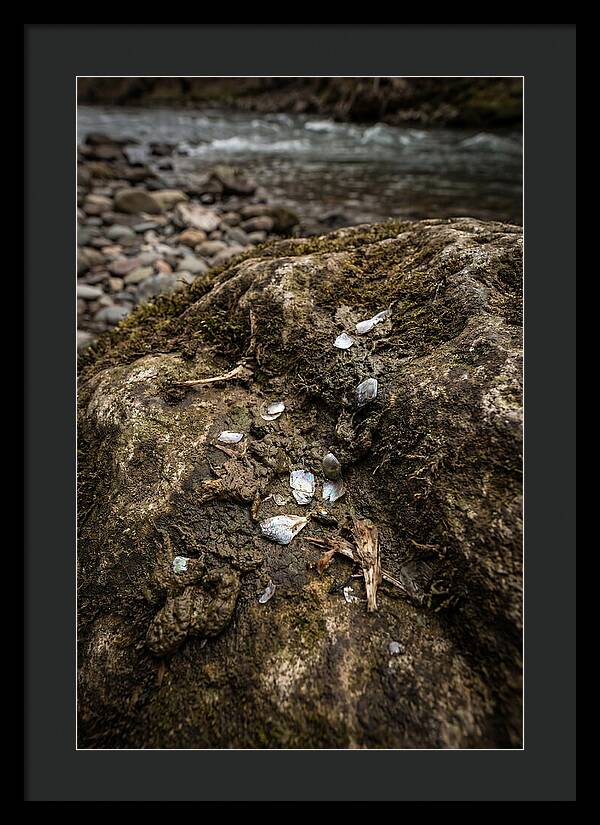 Otter Spraint Discovery