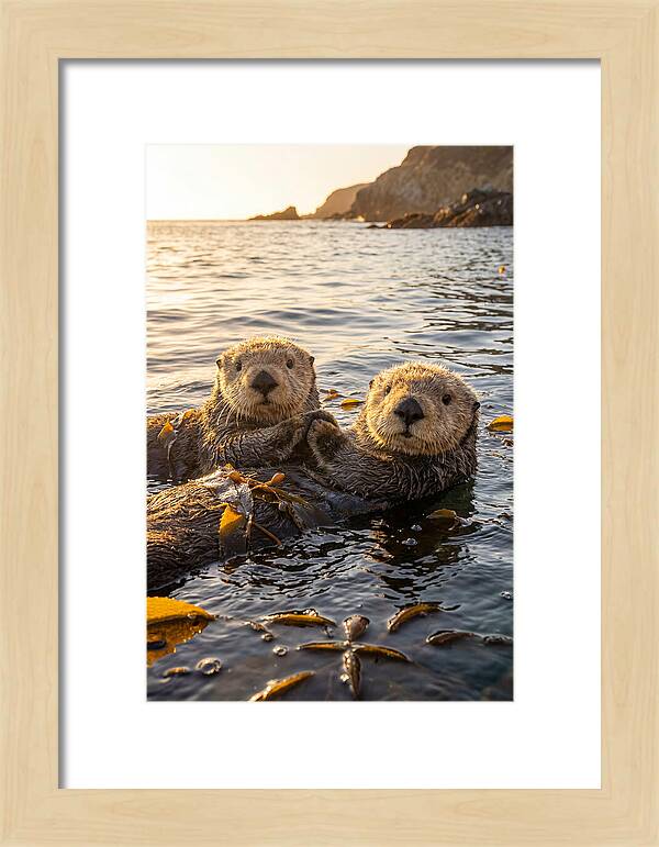 Otters Embracing In Serenity