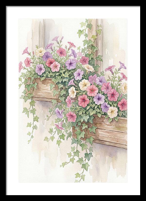 Overflowing Petunias In Window Boxes