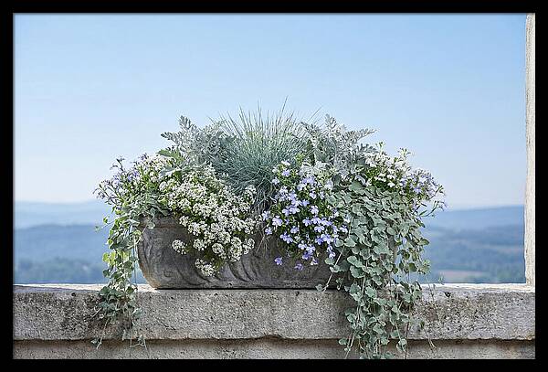 Overflowing Window Box