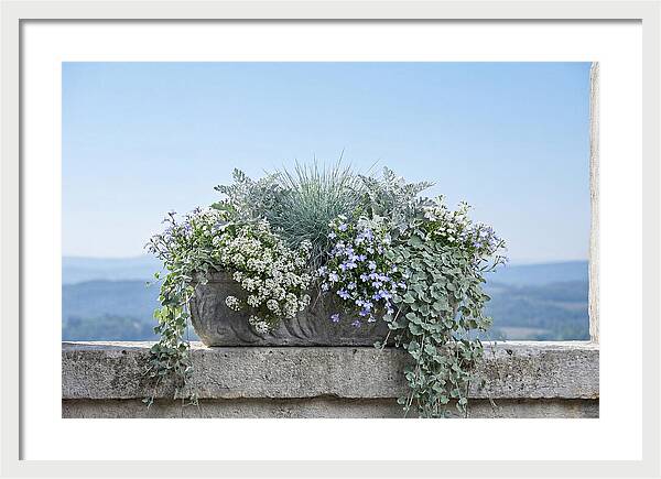 Overflowing Window Box
