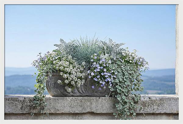 Overflowing Window Box