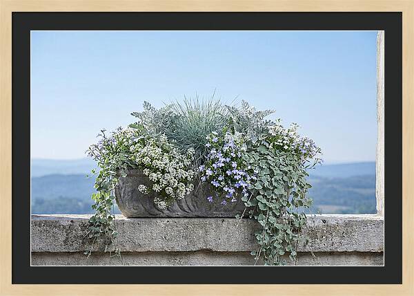 Overflowing Window Box