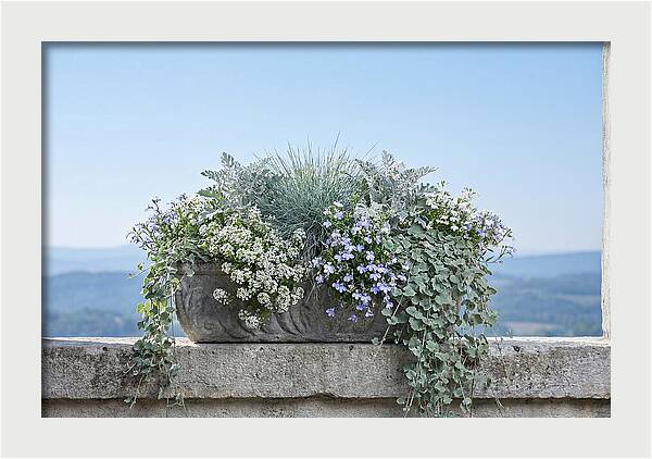 Overflowing Window Box