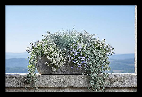 Overflowing Window Box