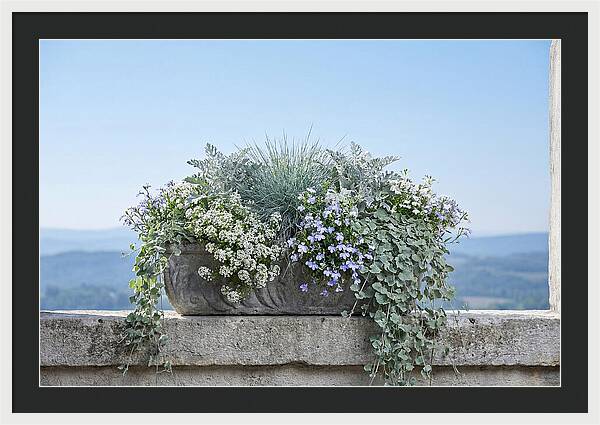 Overflowing Window Box