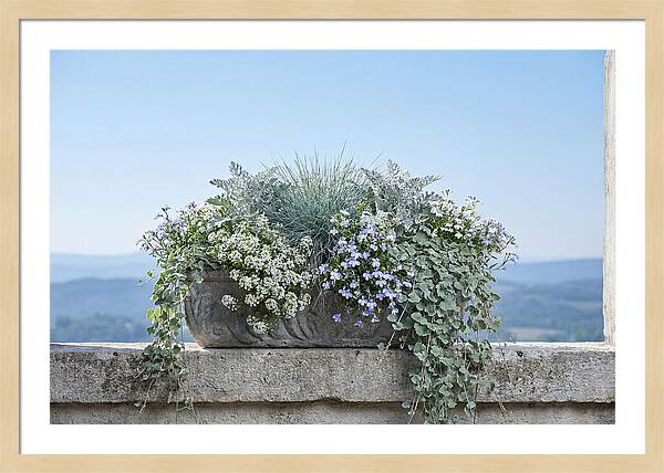Overflowing Window Box