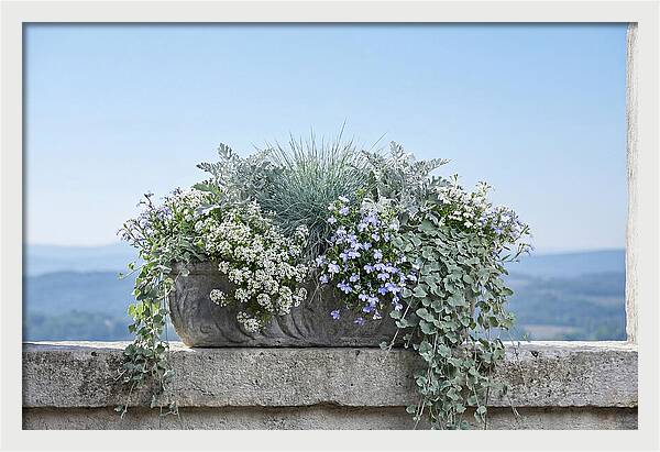 Overflowing Window Box