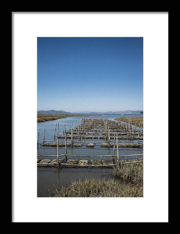 Oyster Bed Living Structure