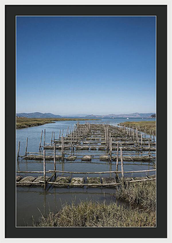 Oyster Bed Living Structure