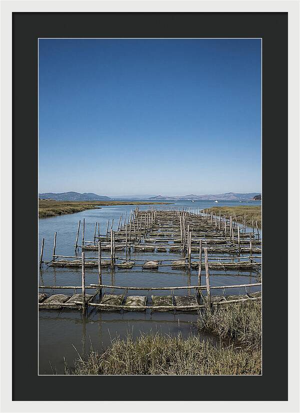 Oyster Bed Living Structure